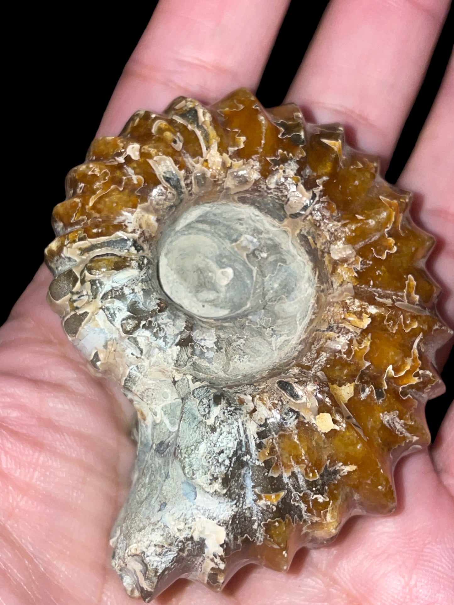 Duvilliceras Cretaceous Ammonite Fossil