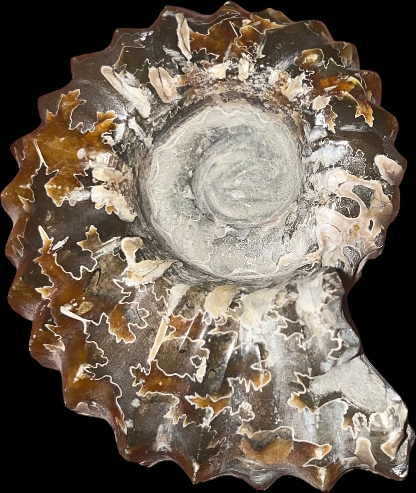 Duvilliceras Cretaceous Ammonite Fossil