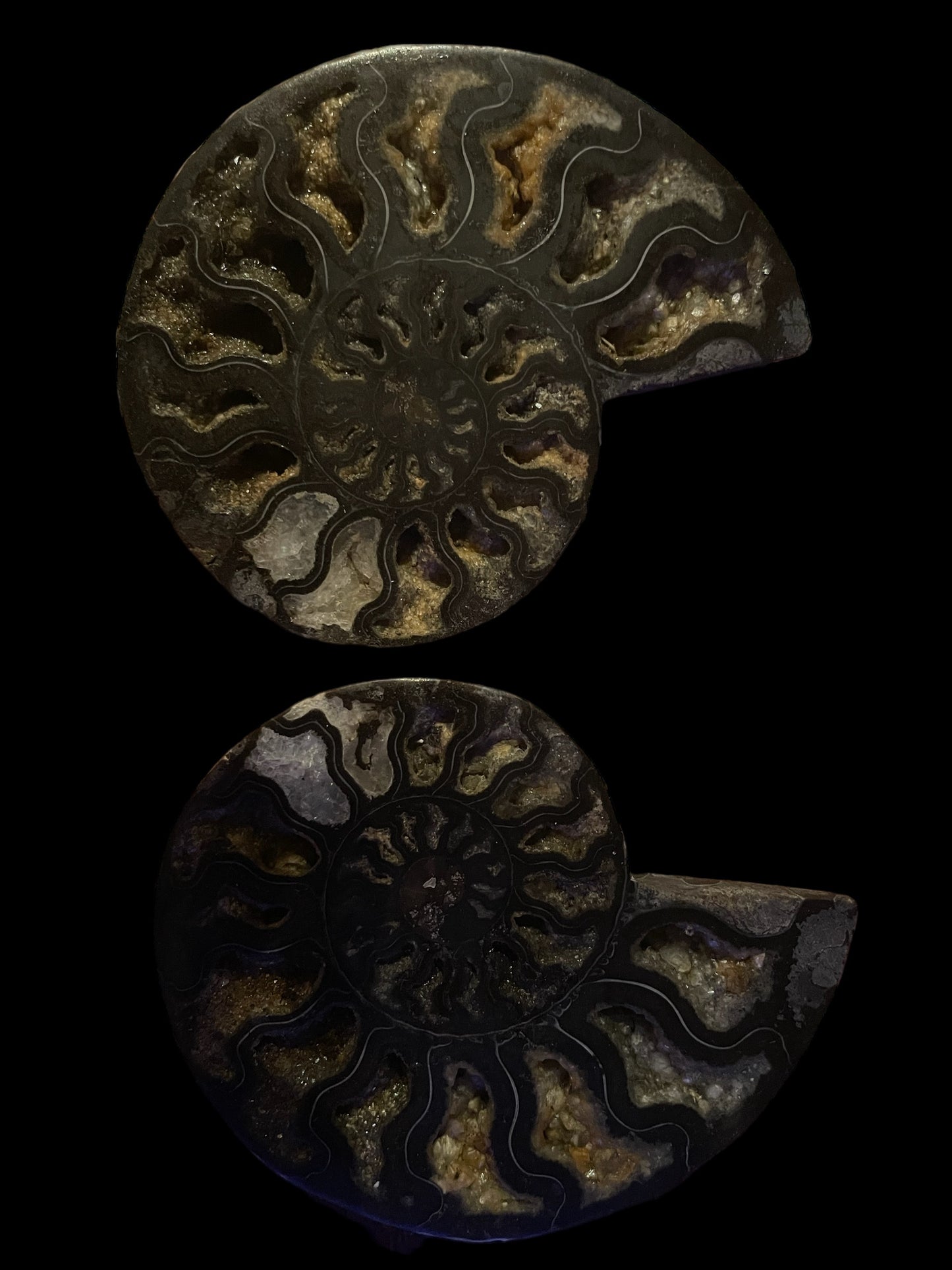 Ammonite medium size