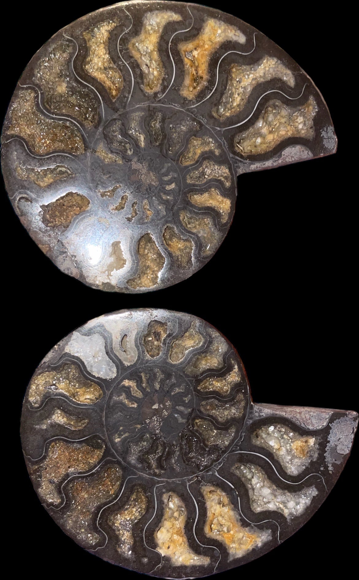 Ammonite medium size