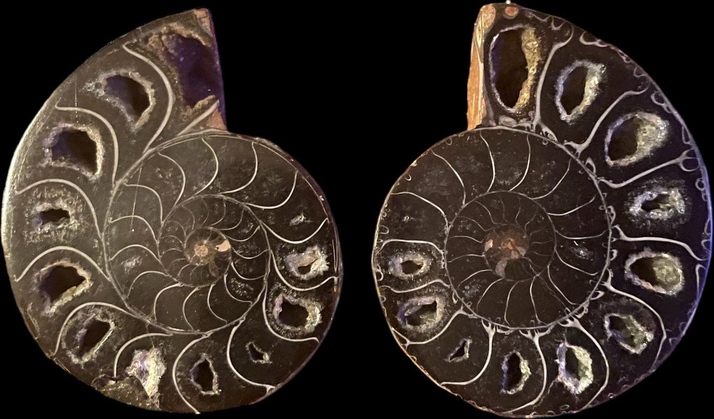 Ammonite Fossil