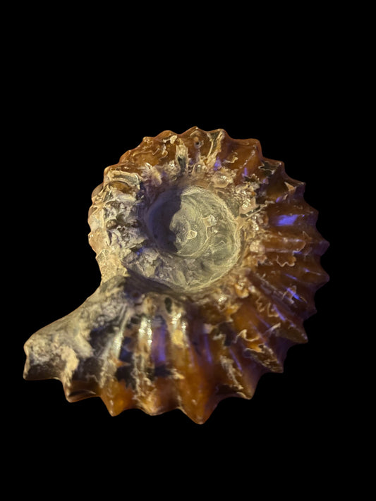 Duvilliceras Cretaceous Ammonite Fossil